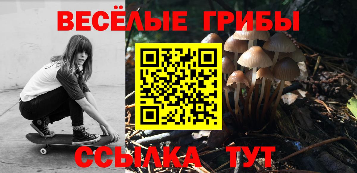 Галлюциногенные грибы Psilocybe Лесосибирск